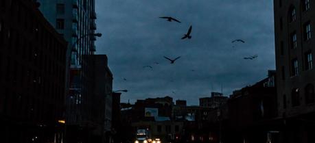 Early morning pigeons, Hurricane Sandy blackout, meatpacking district (Credit: Dan Nguyen http://www.flickr.com/photos/zokuga/)