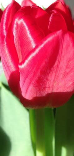 114/365 perfect pink petals