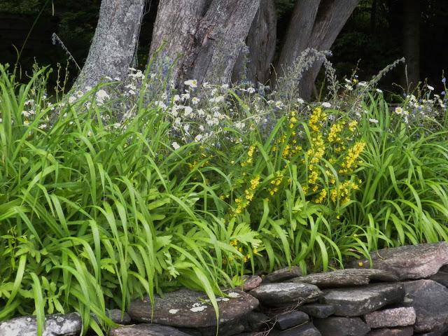 THE ORIGINAL LASAGNA GARDEN