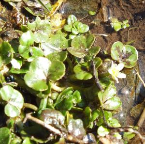 Round-leaved Water Crowfoot - one small flower left...