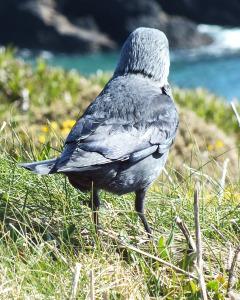 If you imagine a red beak and photoshop in some red legs, this could be a Chough...maybe?