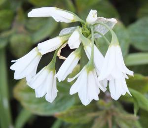 Three-cornered Garlic