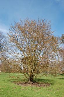 Cercidiphyllum japonicum (21/04/2013)