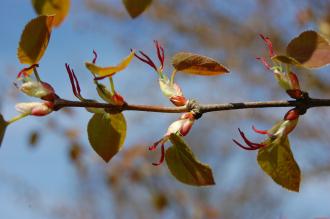 Cercidiphyllum japonicum Leaf & Flower (21/04/2013)