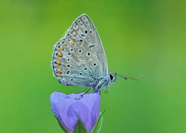 Azuré commun, Polyommatus icarus, Common Blue