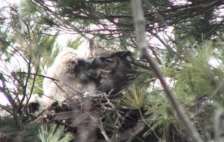 Great Horned Owl chick pecks mom in nest - Thicksons Woods - Whitby - Ontario
