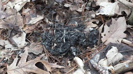 Great Horned Owl pellet - dropping - Thicksons Woods - Whitby - Ontario