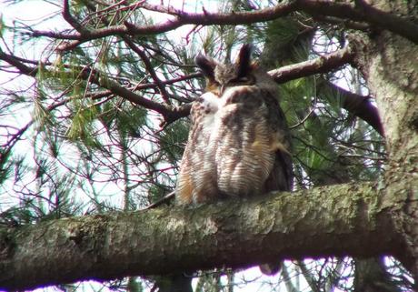 Great Horned Owl father watches nest - Thicksons Woods - Whitby - Ontario