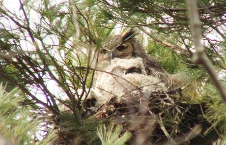 Great Horned Owl looks towards me - Thicksons Woods - Whitby - Ontario