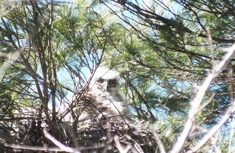 great horned owl chick sits in nest - thicksons woods