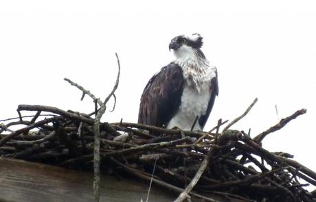 Osprey looks right in nest - Youngs Point - Ontario - Canada