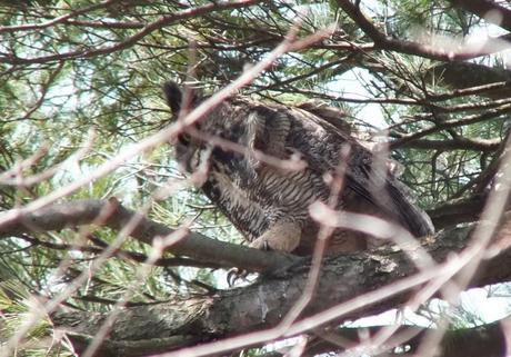 great horned owl mother heads back to nest - thicksons woods