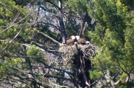 Bald Eagles together in nest - Cootes Paradise Marsh - Hamilton - Ontario