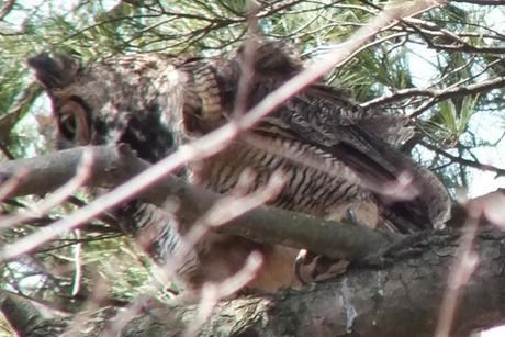 Great Horned Owl moms talon - Thicksons Woods - Whitby - Ontario