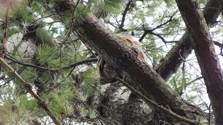Great Horned Owl father sits in pine tree - camera point of view looking up - Thicksons Woods - Whitby - Ontario