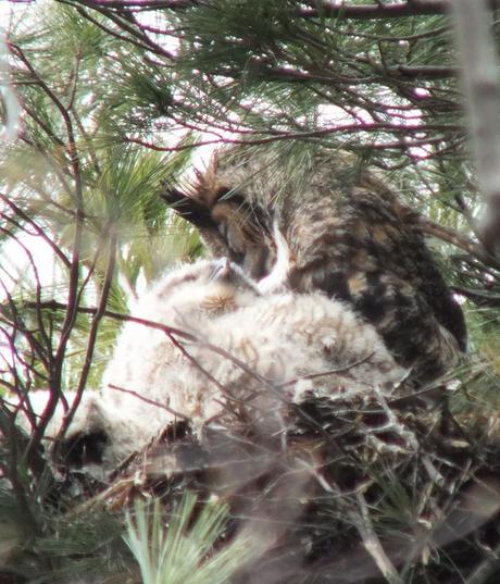 Great Horned Owl mom preens herself with chick - Thicksons Woods - Whitby - Ontario