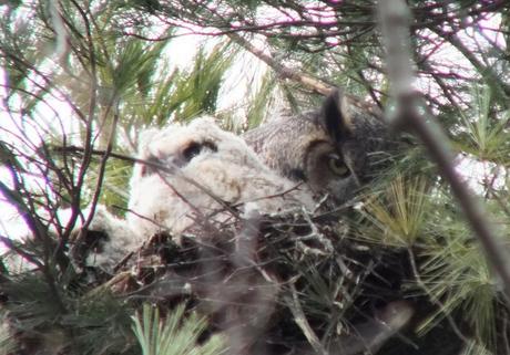 Great Horned Owl mom with chick - Thicksons Woods - Whitby - Ontario