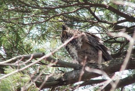 Great Horned Owl mom heads back to nest - Thicksons Woods - Whitby - Ontario