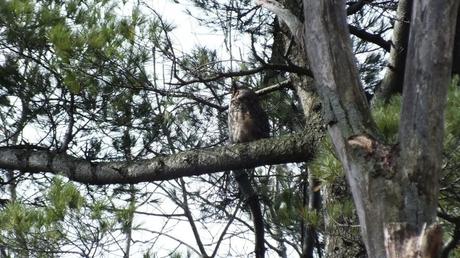 Great Horned Owl father sits in pine tree watching nest - Thicksons Woods - Whitby - Ontario