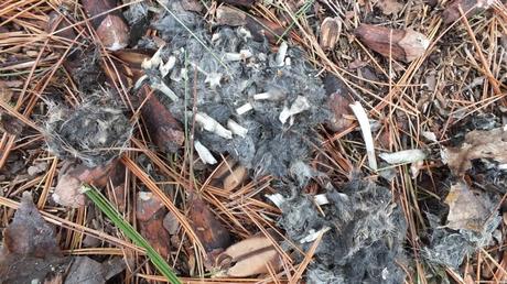 Great Horned Owl pellet - various bones and fur among dropping - Thicksons Woods - Whitby - Ontario