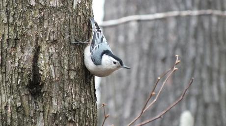 White breasted Nuthatch - Thicksons Woods - Whitby - Ontario
