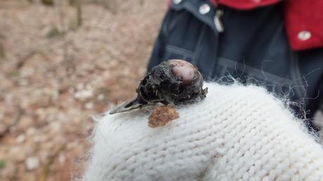 bird skull found beneath Great Horned Owl - Thicksons Woods - Whitby - Ontario