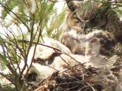 Great Horned Owls Owlets Thickson’s Woods Whitby