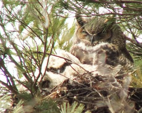 Great Horned Owl mom with two chicks - Thicksons Woods - Whitby - Ontario