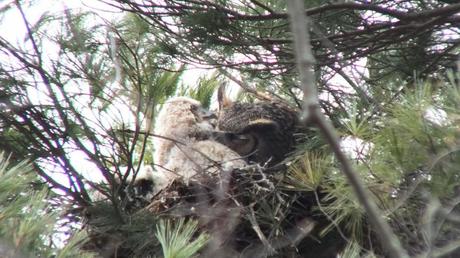 Great Horned Owl mom with chick in nest - Thicksons Woods - Whitby - Ontario