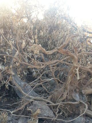 Roots of a tree, exposed in an orchard