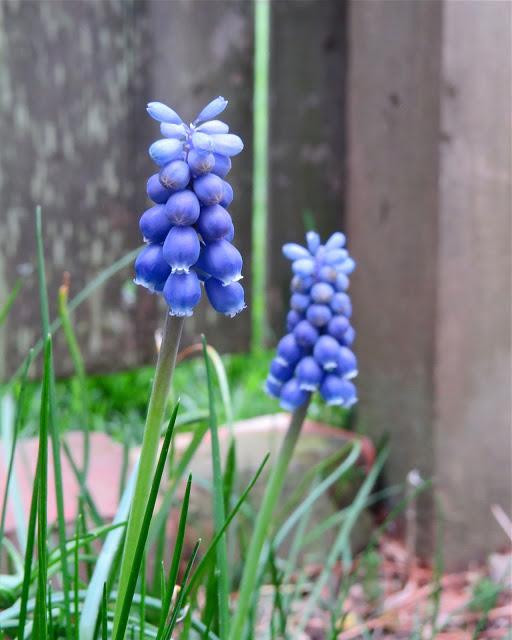 Backyard-Muscari-in-Farmingdale