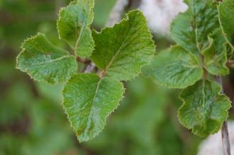 Viburnum carlesii Leaf (21/04/2013, Kew Gardens, London)