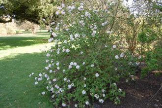 Viburnum carlesii (21/04/2013, Kew Gardens, London)