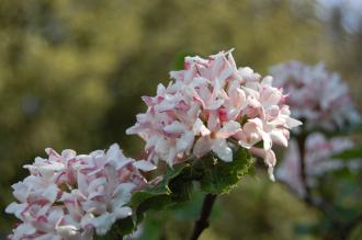 Viburnum carlesii Flower (21/04/2013, Kew Gardens, London)