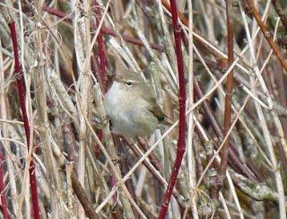 More photos of the Siberian Chiffchaff at Barrow sewage works