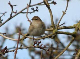 More photos of the Siberian Chiffchaff at Barrow sewage works