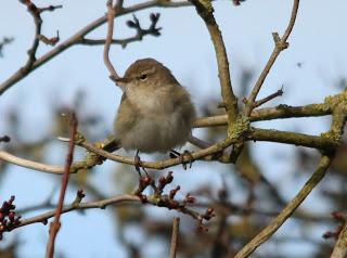 More photos of the Siberian Chiffchaff at Barrow sewage works