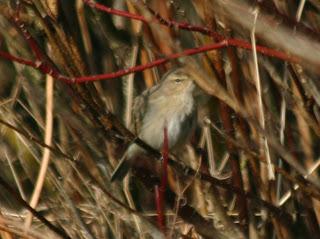 More photos of the pale Chiffchaff at Barrow sewage work