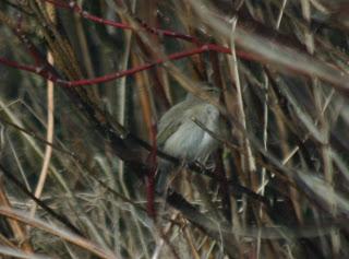 More photos of the pale Chiffchaff at Barrow sewage work