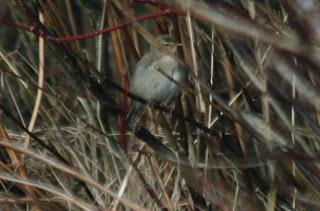 More photos of the pale Chiffchaff at Barrow sewage work
