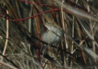 More photos of the pale Chiffchaff at Barrow sewage work