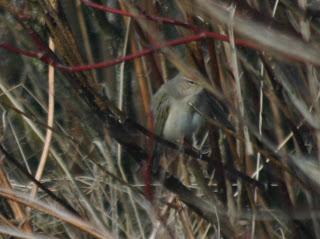 More photos of the pale Chiffchaff at Barrow sewage work