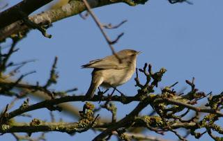 Pale Chiffchaff @ Barrow upon Soar sewage works