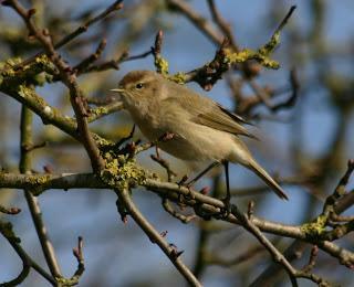 Pale Chiffchaff @ Barrow upon Soar sewage works