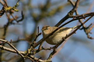 Pale Chiffchaff @ Barrow upon Soar sewage works