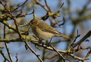 Pale Chiffchaff @ Barrow upon Soar sewage works