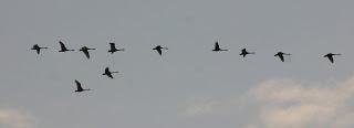 Some Whoopers and a couple of Norwegian birds!