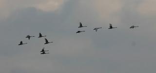 Some Whoopers and a couple of Norwegian birds!