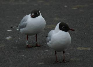 Some Whoopers and a couple of Norwegian birds!