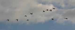 Some Whoopers and a couple of Norwegian birds!